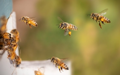 Weltbienentag im Gartencenter
