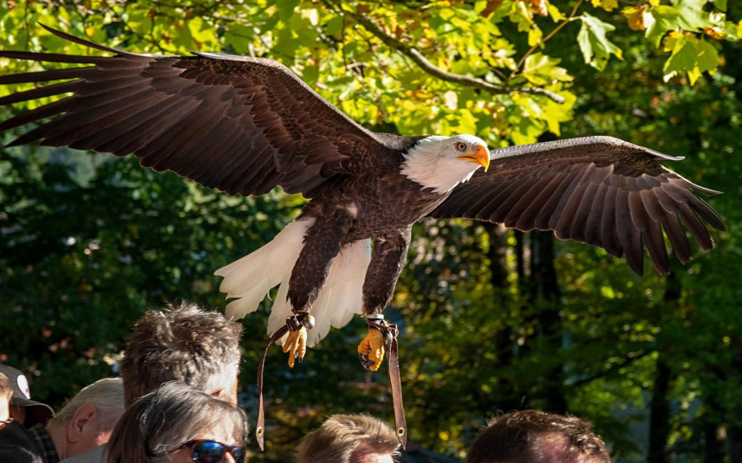 Adler schweben wieder über Schloss Hohenaschau