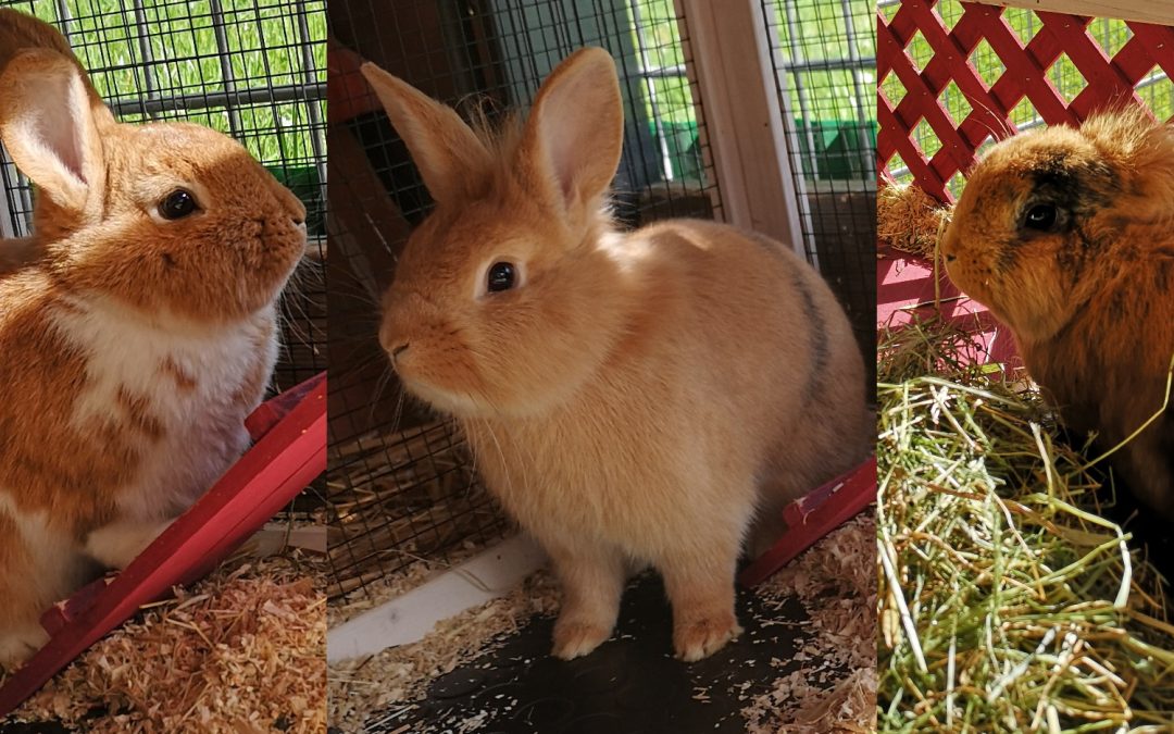 Tiere suchen ein Zuhause: Hoppelndes Kaninchentrio