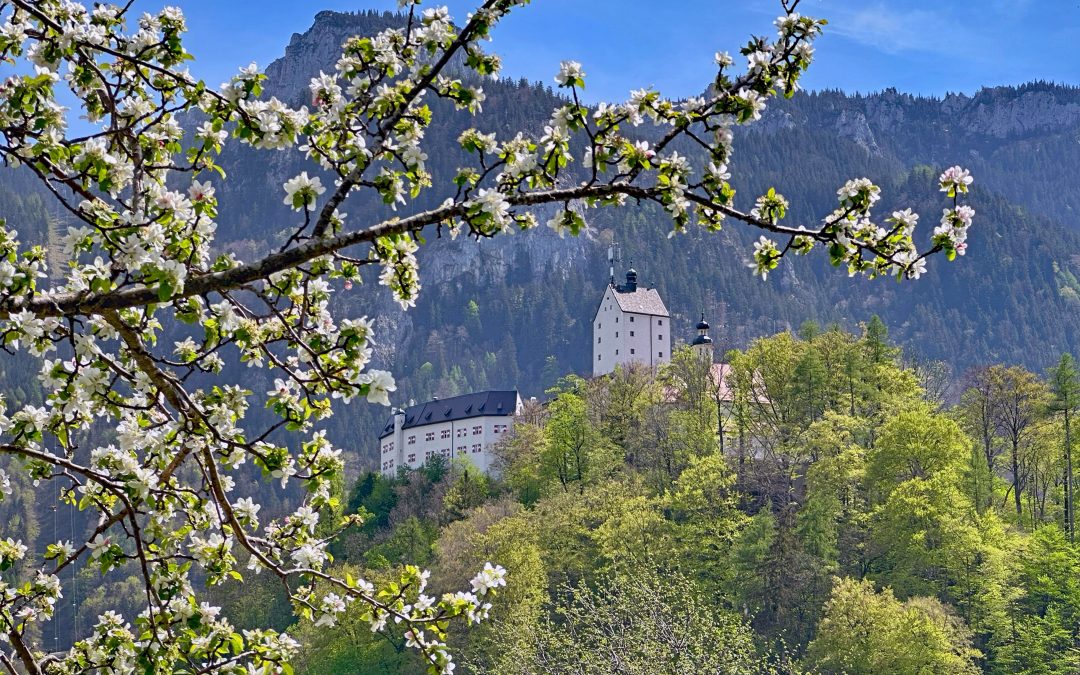 Apfelblüte in Aschau im Chiemgau