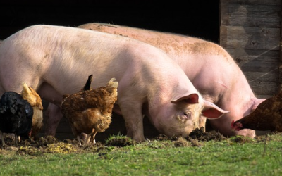 Schweinehalter in Bayern unter Druck: Verbände werben für fairen Preisrahmen