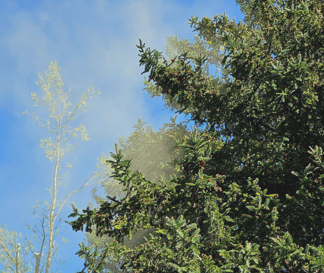 Achtung: Pollen im Anflug