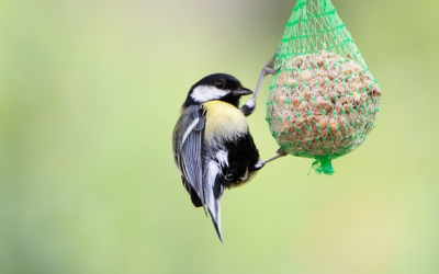 Stunde der Gartenvögel: LBV ruft wieder zum Mitmachen auf