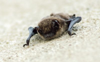 Geheimnisvolle Nachbarn bei der Europäischen Fledermausnacht kennenlernen