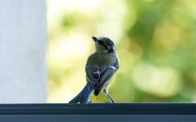 Vogelschutz am Haus: LBV gibt einfache Tipps gegen tödliche Glasfallen im Garten