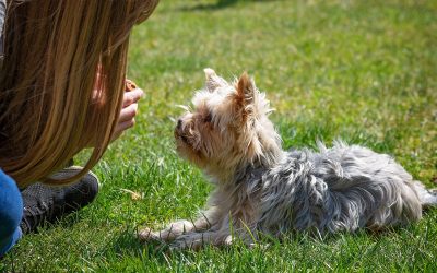 Familienprojekt Hund: So werden Aufgaben mit Kindern richtig verteilt