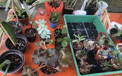 Pflanzentauschmarkt in Rosenheim: Nachhaltig gärtnern und Pflanzen tauschen