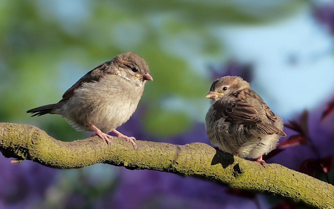 Weckruf der Artenvielfalt: Jetzt wieder Vogelstimmen aufnehmen
