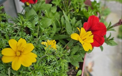 MorgenINNPULS – Schon gewusst?