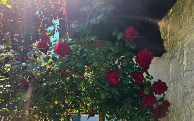 MorgenINNPULS – Schon gewusst?