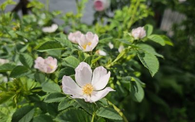 MorgenINNPULS – Schon gewusst?