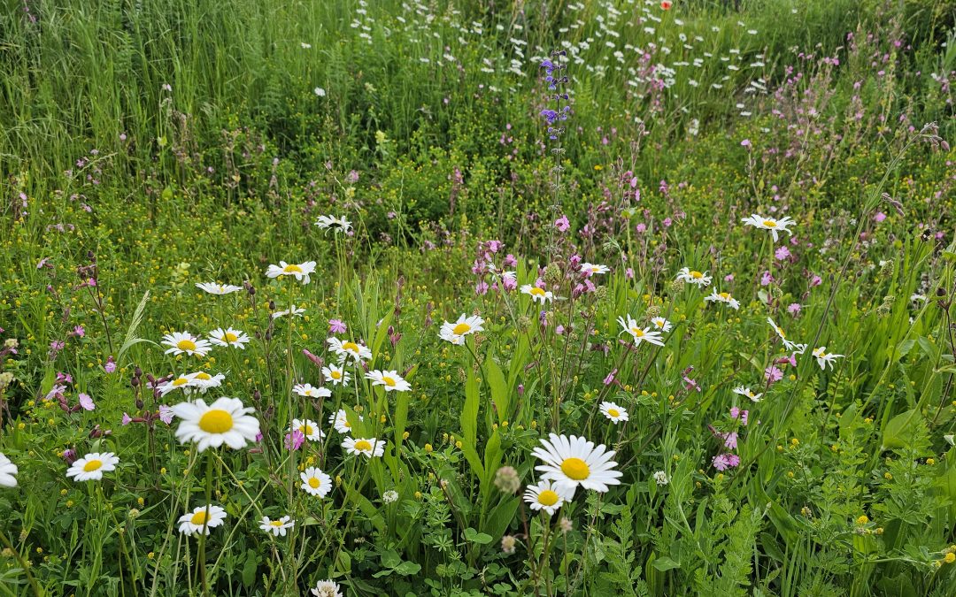 Die wilden Wildkräuter