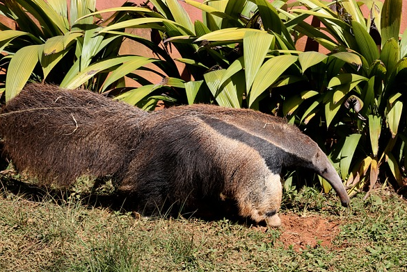 Im Tierpark Hellabrunn lebt wieder ein Ameisenbär