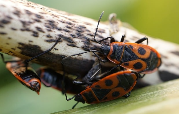 LBV-Insektensommer 2024: Feuerwanzen im Fokus