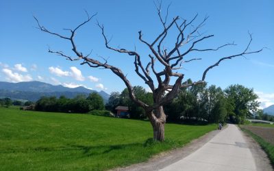 MorgenINNPULS – Schon gewusst?