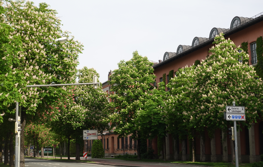 Kastanienallee in der Rosenheimer Rathausstraße in voller Blüte