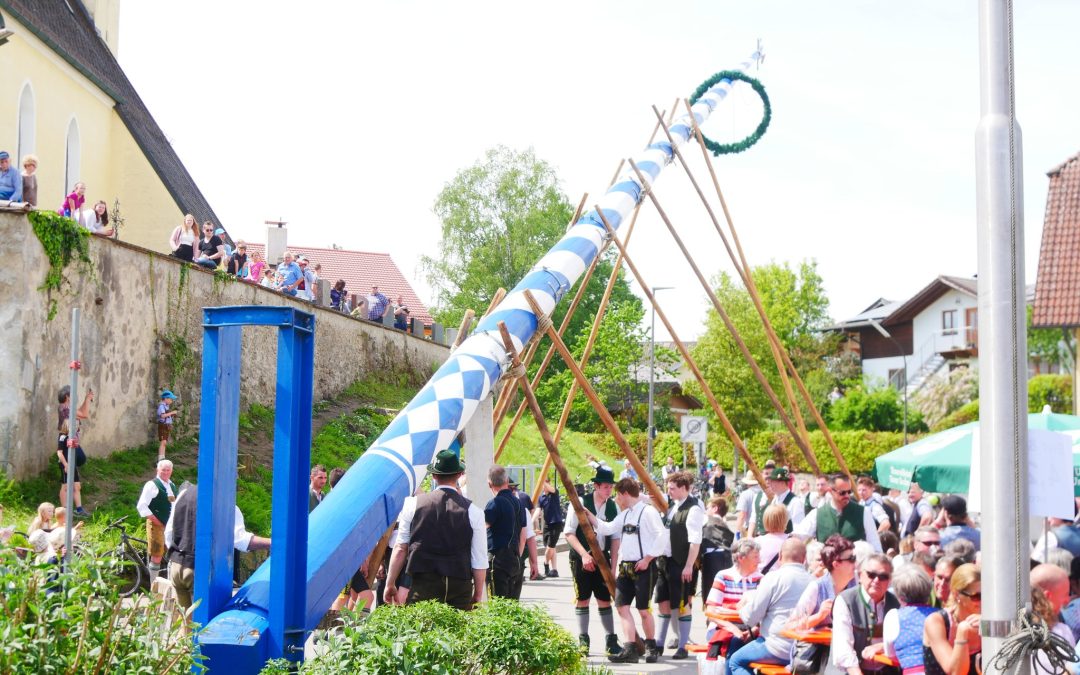 Mit reiner Muskelkraft Maibaum in Aising aufgestellt