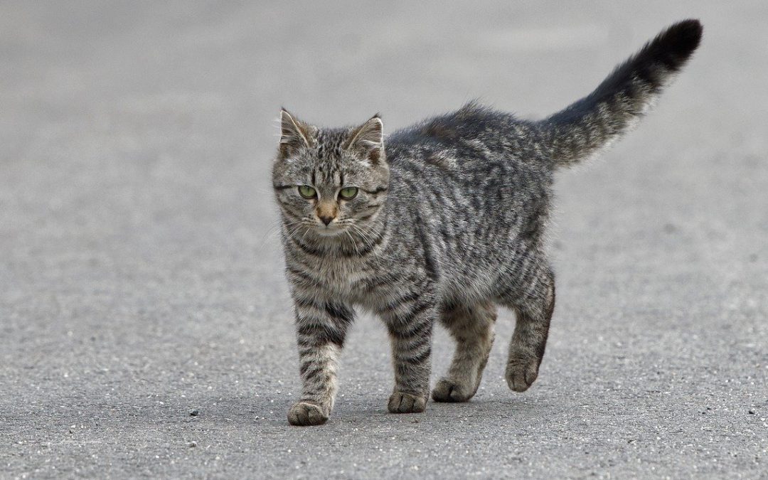 Katze angefahren: Was der Autofahrer jetzt tun sollte