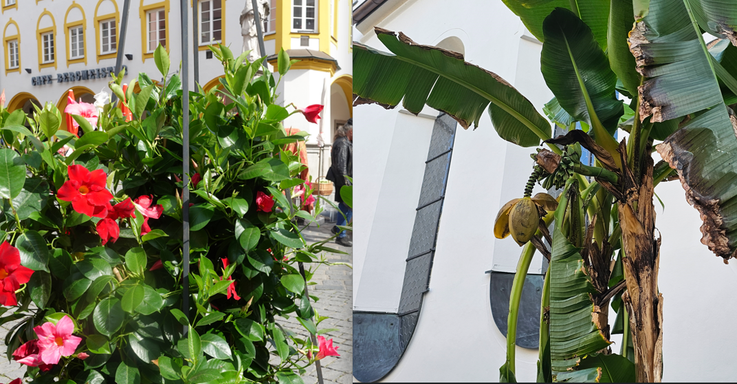 Exotische Pflanzen in der Rosenheimer Innenstadt