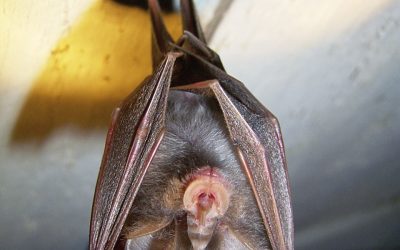 Eintauchen in die Welt der Fledermäuse auf Herrenchiemsee