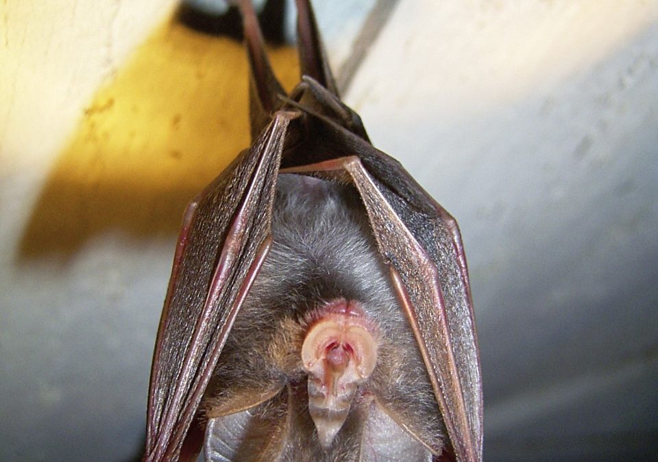 Eintauchen in die Welt der Fledermäuse auf Herrenchiemsee