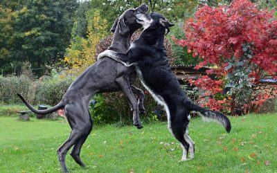 25 Jahre Rettungshundestaffel Inntal – Hundeschule mit Nachwuchsprojekt