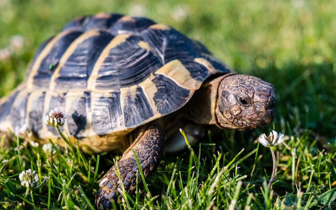 Landschildkröten: Gesundheitschecks für ein langes Leben