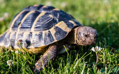 Schildkröten als Haustiere: Was man im Vorfeld beachten sollte