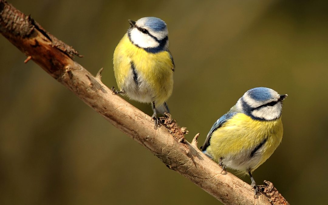 Von Vatertag bis Muttertag: Gemeinsam Vögel zählen