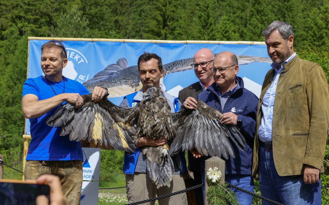 Bartgeier-Auswilderung: „Wiggerl“ und „Vinzenz“ erobern die Alpen