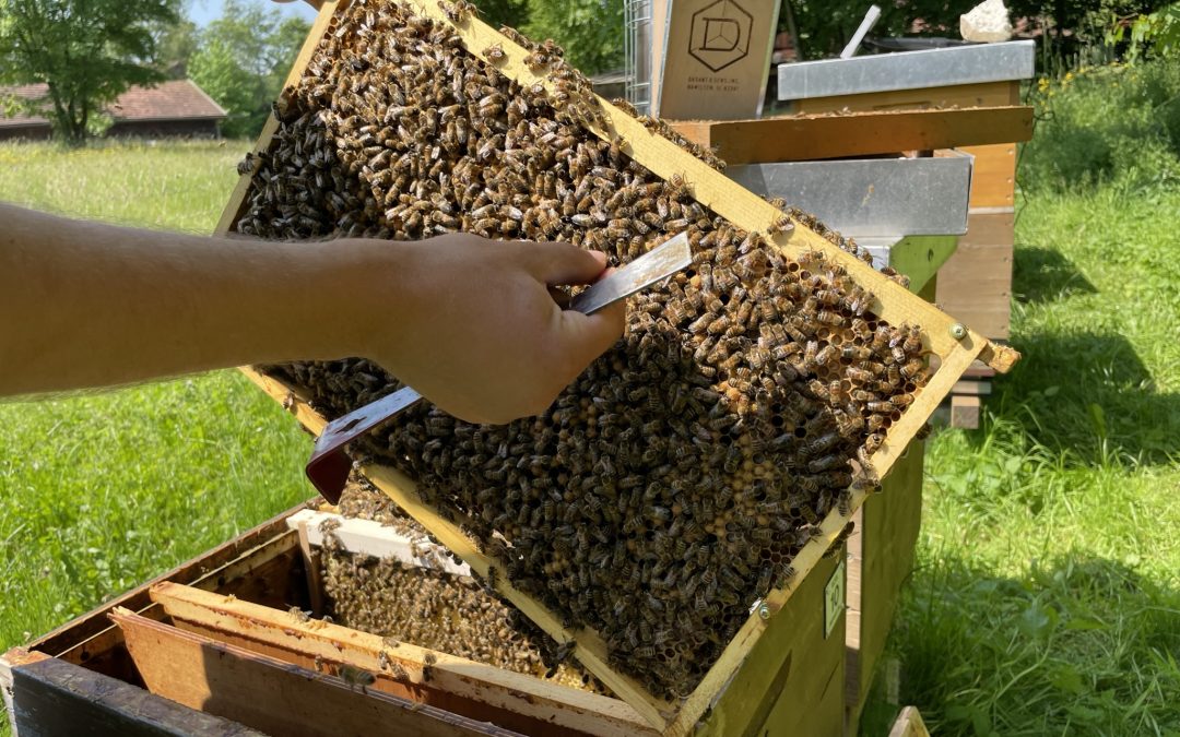 Bienentag für Jung und Alt im Bauernhausmuseum Amerang