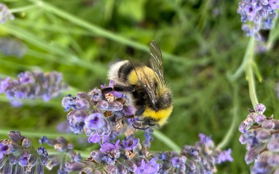 Hummel-Challenge startet in Kürze