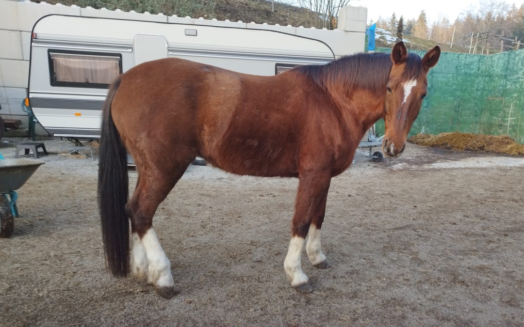 Pferd in Eggstätt entlaufen – Polizei bittet um Hinweise