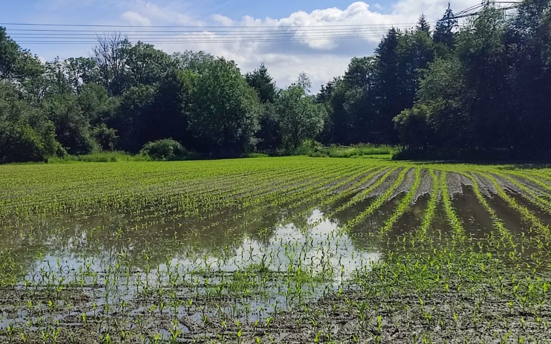 Hochwasser: Aufräumarbeiten haben begonnen