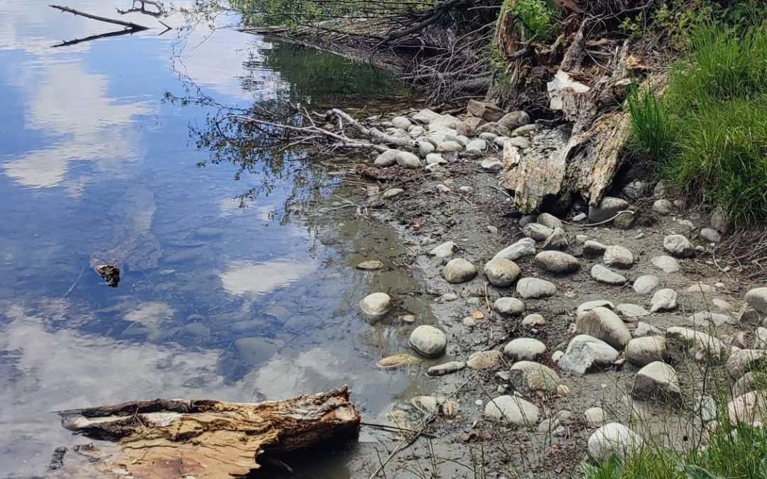 Niedriger Wasserstand am Happinger See – des Rätsels Lösung ist gefunden