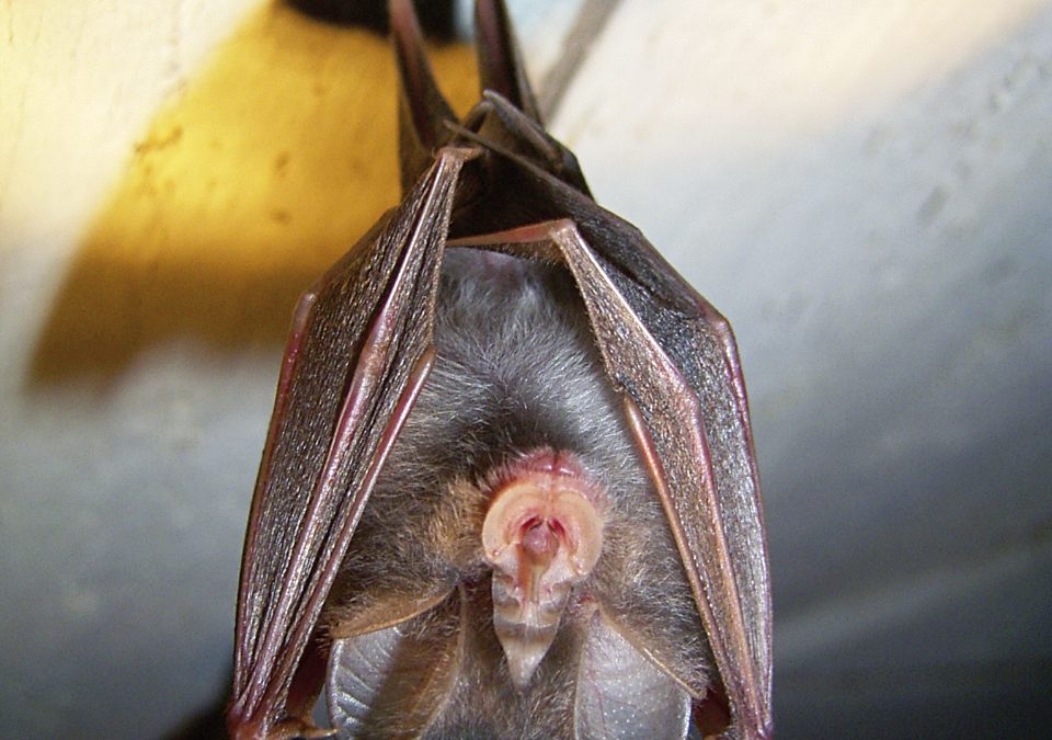 Eintauchen in die Welt der Fledermäuse auf Herrenchiemsee