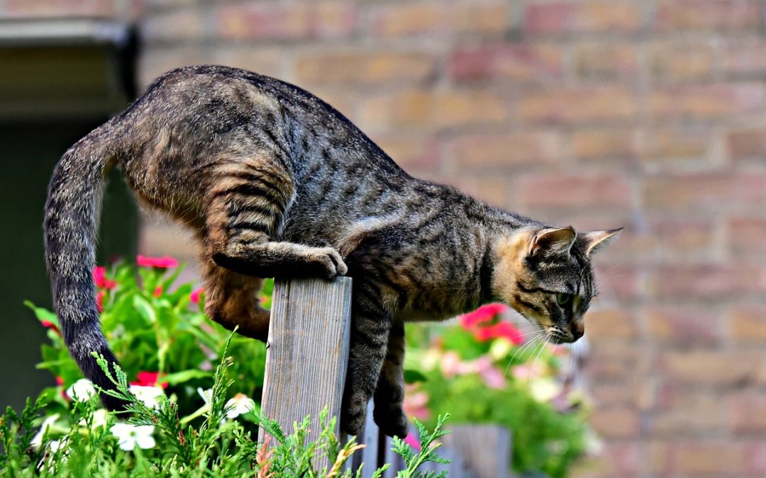 Katzen landen nicht immer auf den Pfoten: Worauf Halter achten sollten