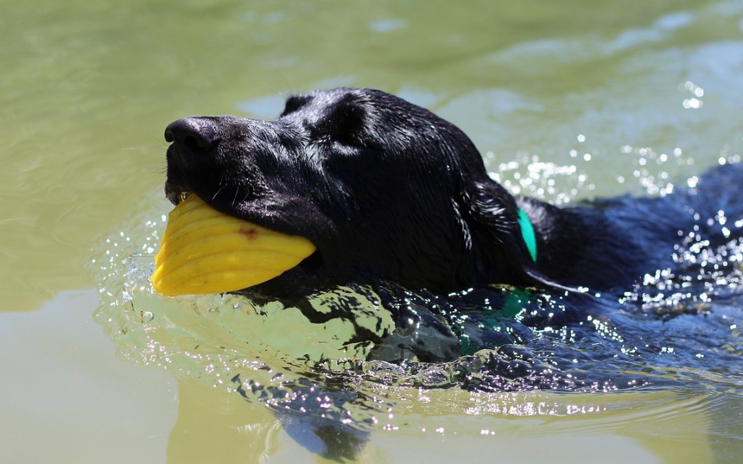 Sommer, Sonne, Schwimmspaß: Worauf Hundehalter achten sollten