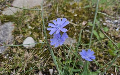 MorgenINNPULS – Schon gewusst?