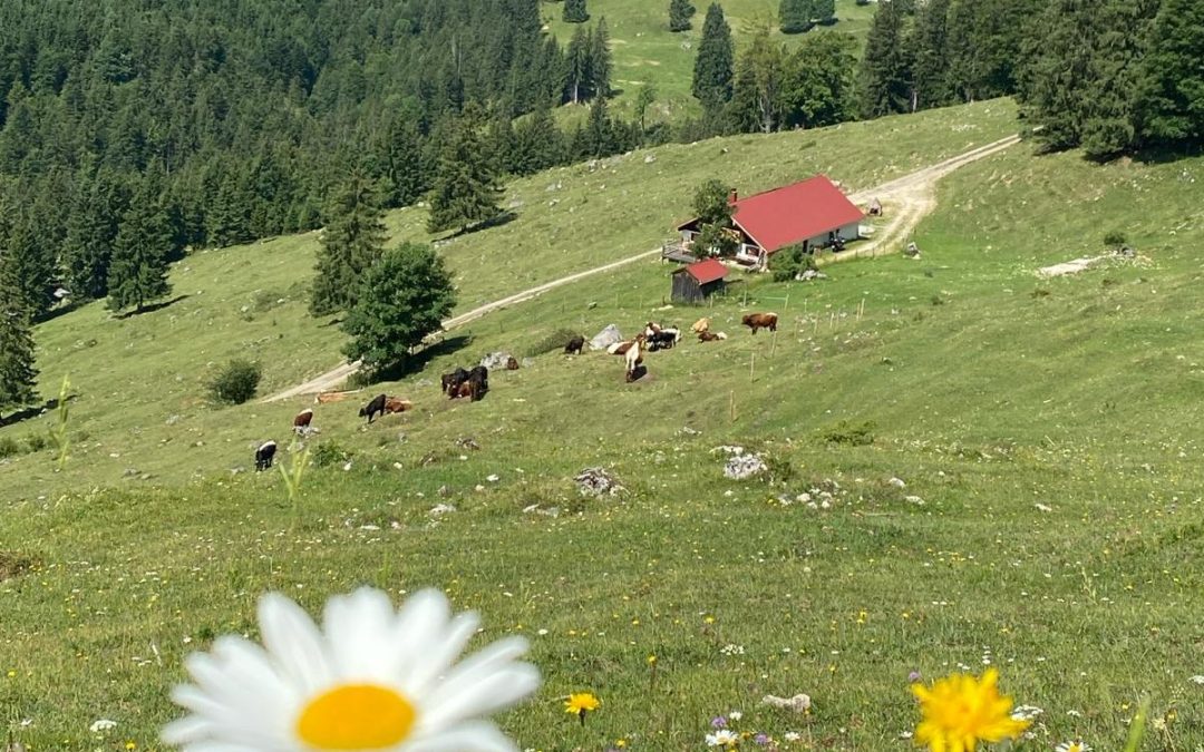 Almtag auf der Mühlbergalm