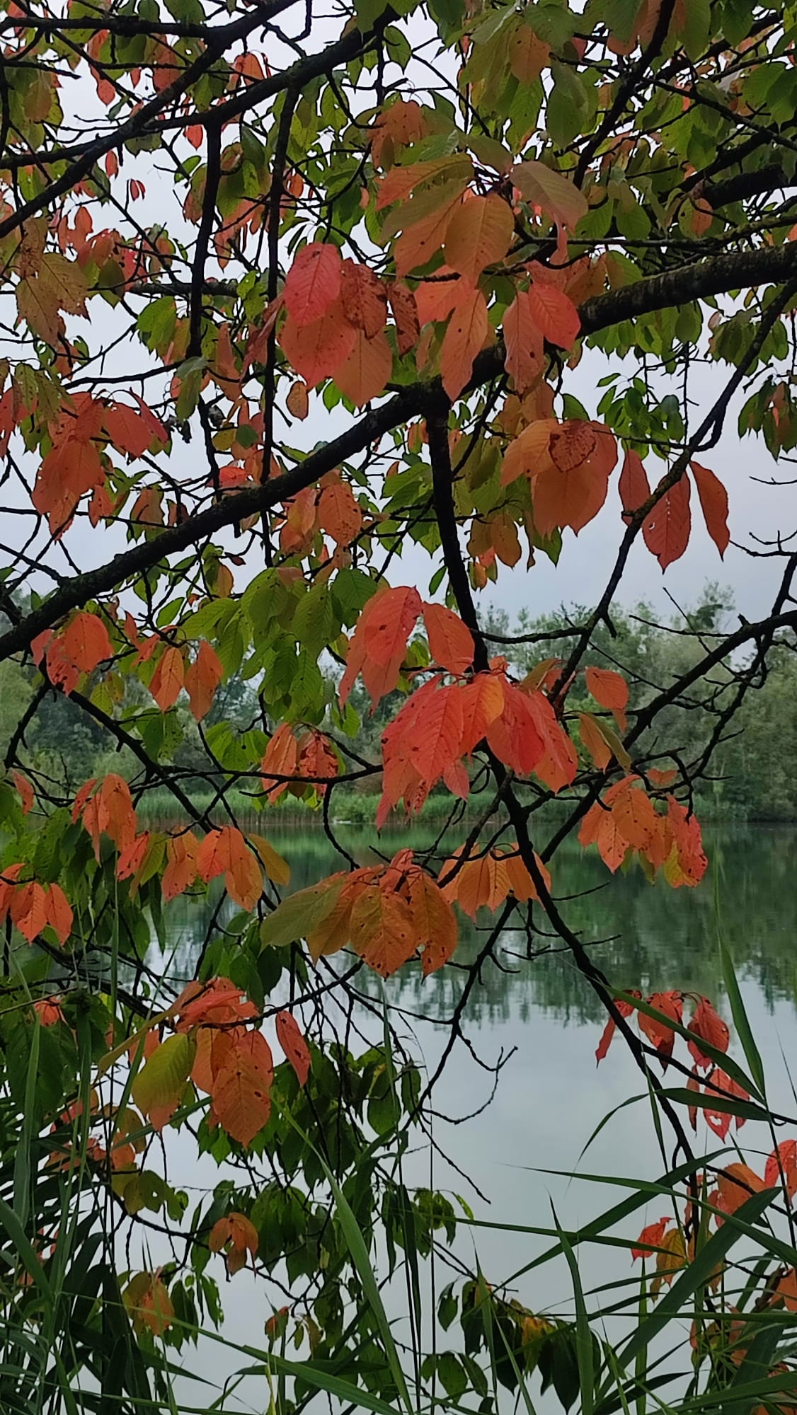 Herbstlicher Baum am Happinger See. Foto: Gisela Schreiner