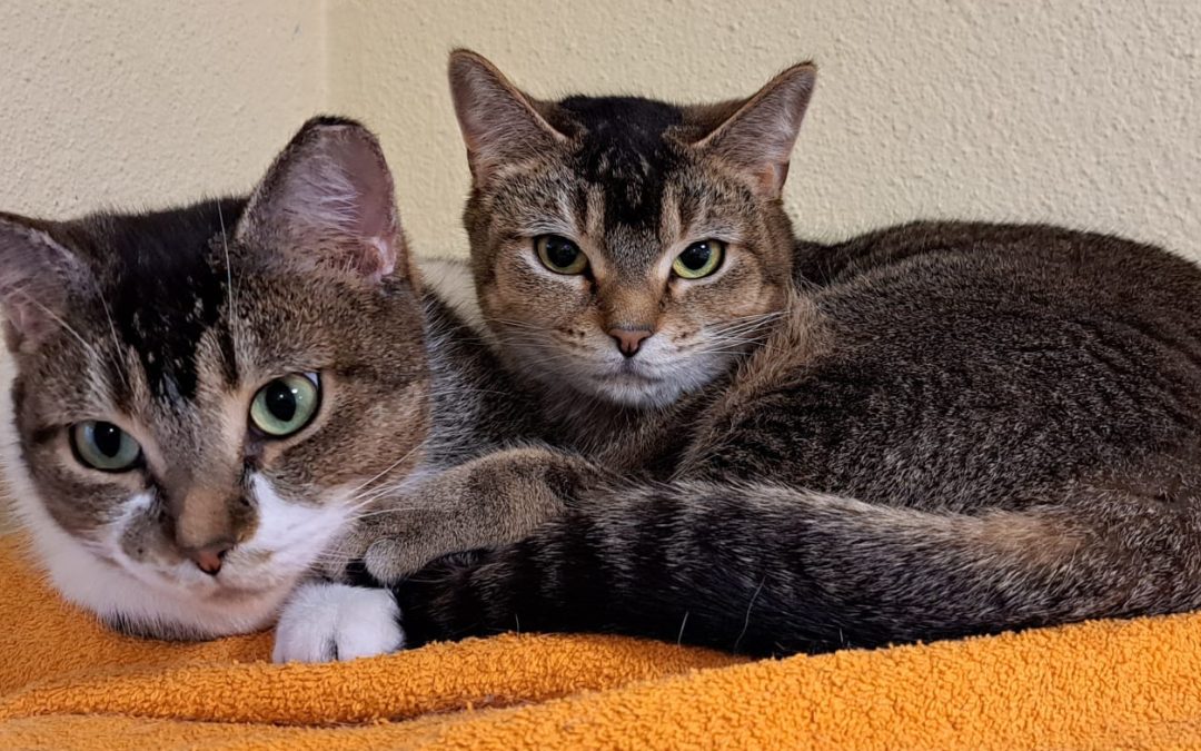 Tiere suchen ein Zuhause: Harriet und Helena zwei Schönheiten warten auf ein Zuhause