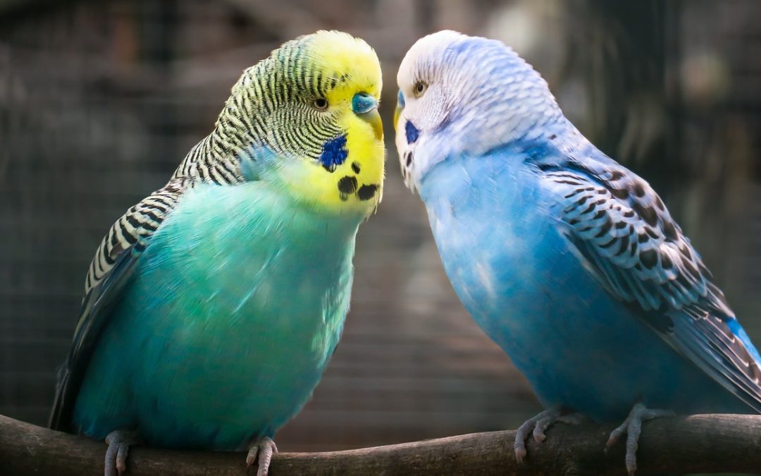 Federpflege bei Ziervögeln: Tipps für Halter