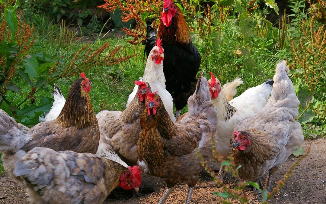 Eigene Hühner im Garten: Das sind die Anforderungen