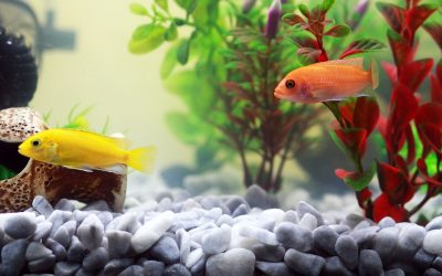 Mehr als nur Stille: Die verborgene Kommunikation von Aquarienfischen