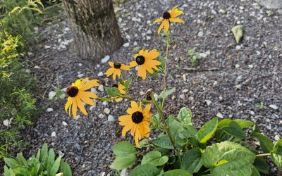 MorgenINNPULS – Schon gewusst?