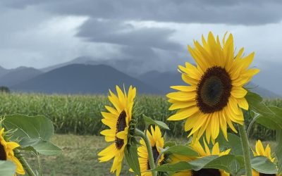 Sonnenblumen bringen Sonnenschein an Regentagen