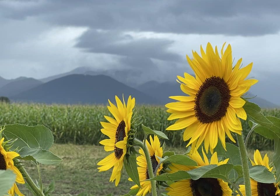 Sonnenblumen bringen Sonnenschein an Regentagen