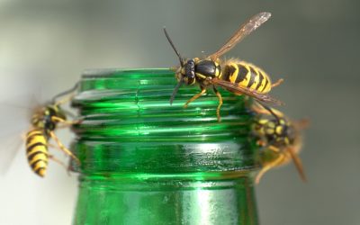 Wespen am Kaffeetisch? So lassen sich Stiche vermeiden