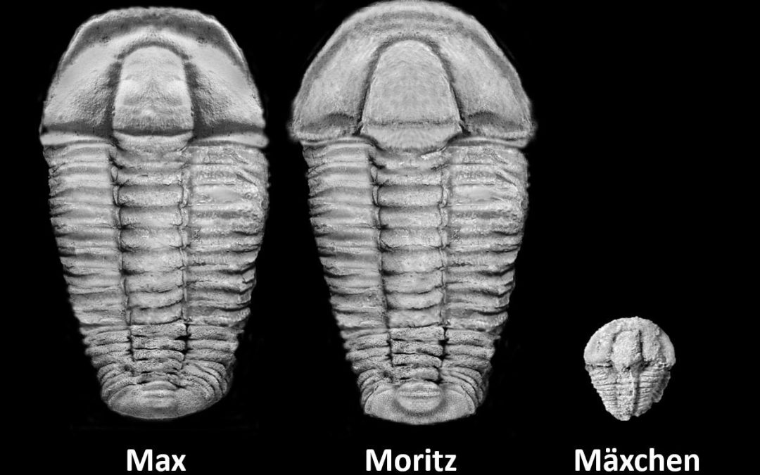 550 Millionen Jahre alten Fossilien im Frankenwald entdeckt